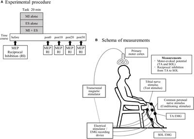 Effects of Leg Motor Imagery Combined With Electrical Stimulation on Plasticity of Corticospinal Excitability and Spinal Reciprocal Inhibition